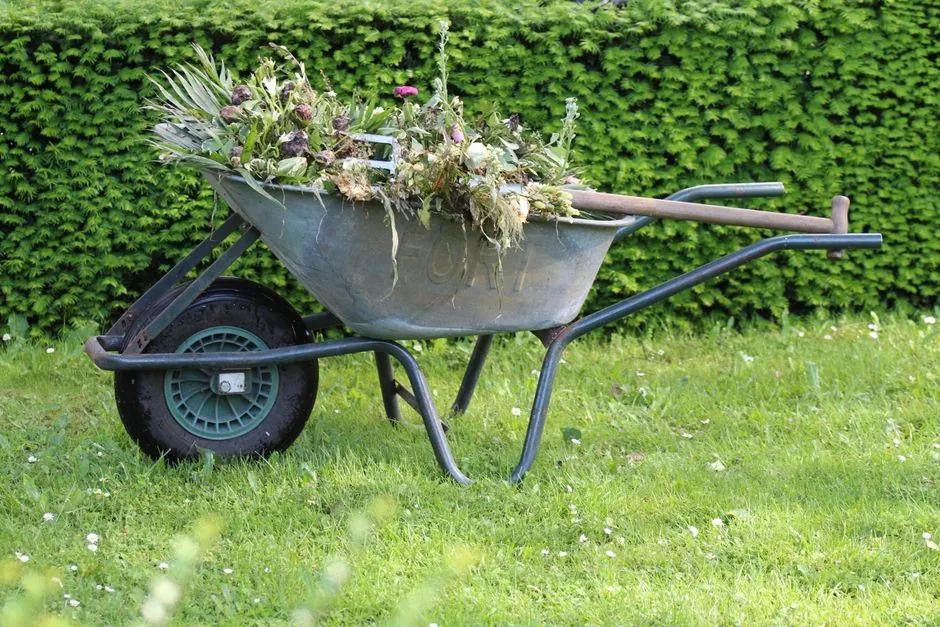 Haie de conifères taillée à Montauban